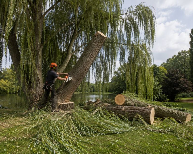Willow Tree Removal in Allentown, PA